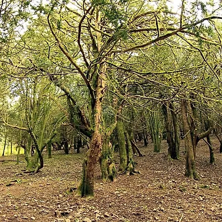 Sanctuary Armony